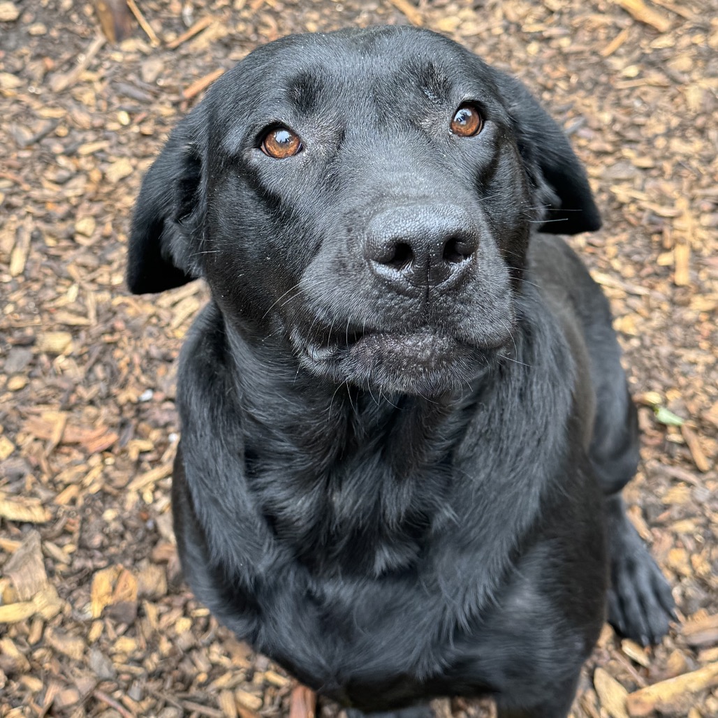 Labrador Shadow Shadow - Phoenix Animal Rescue