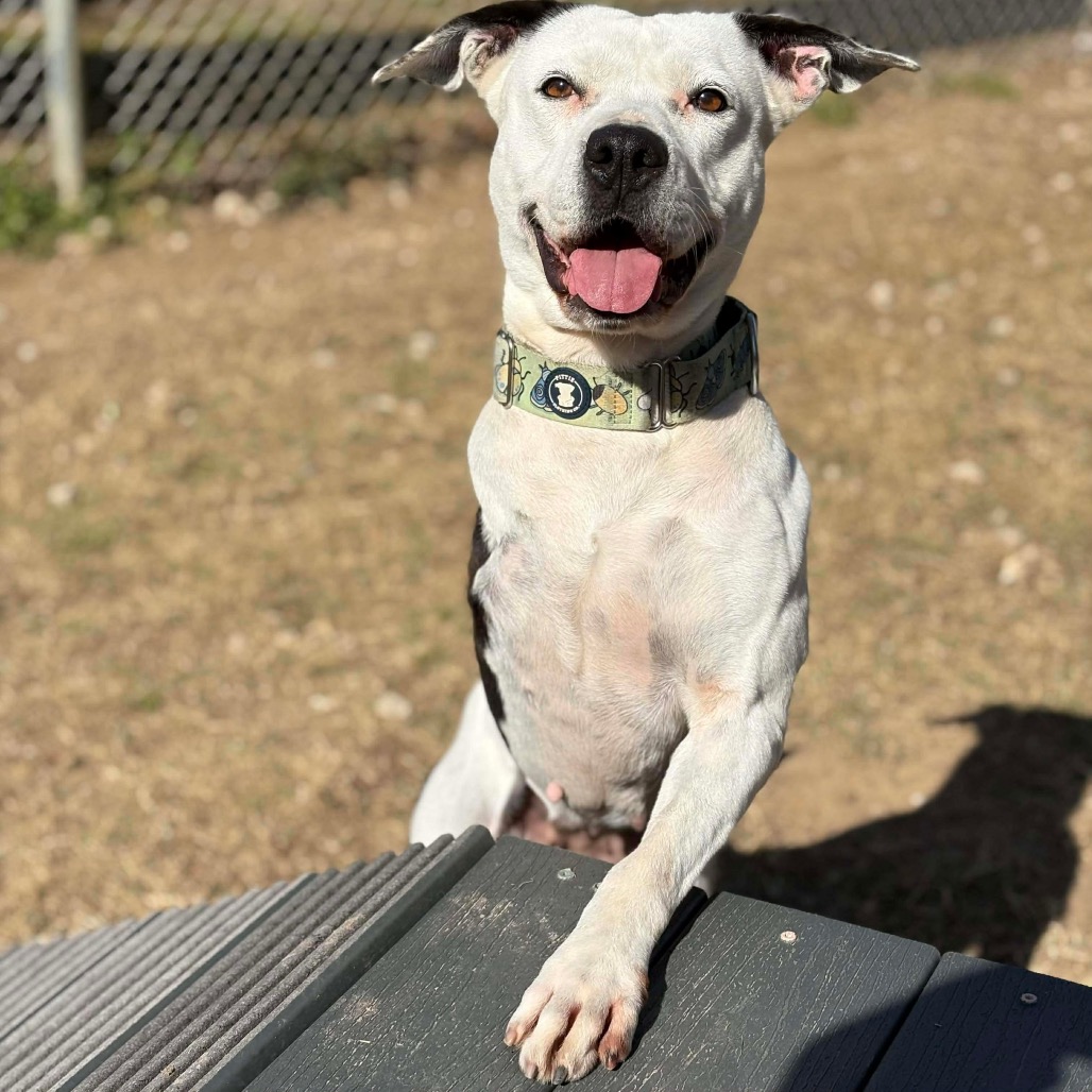 Skipper, photo 15