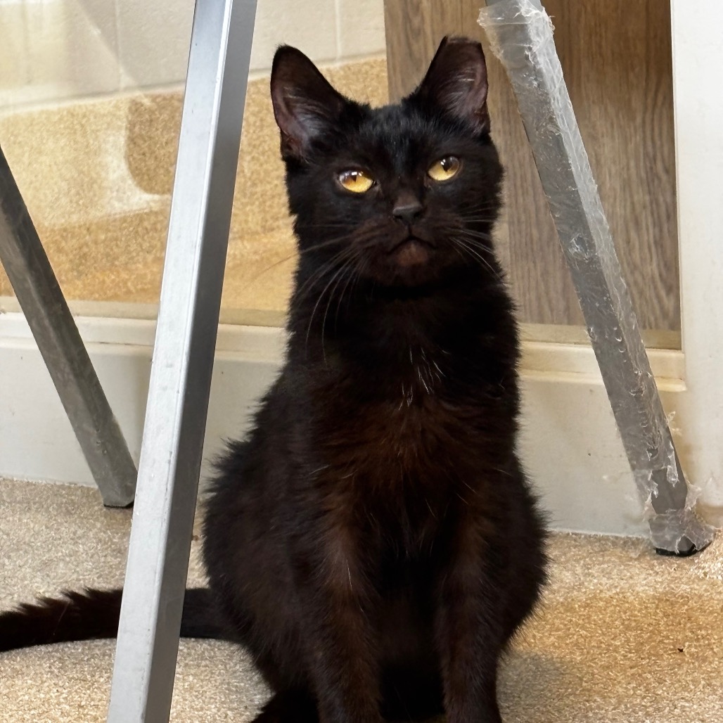 Squiggles -I'm in a foster home, Call to meet with me!, photo 3