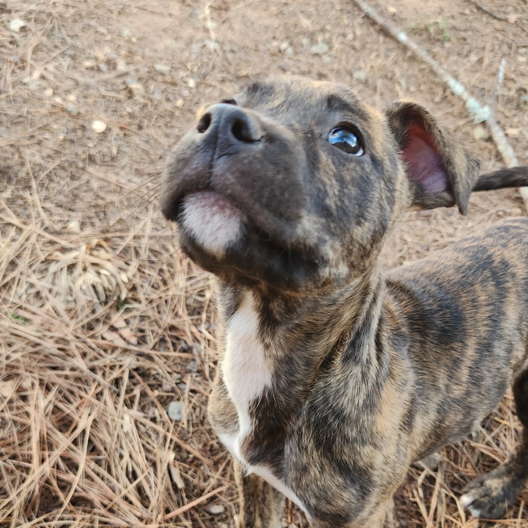 Pippy — thumbnail 3