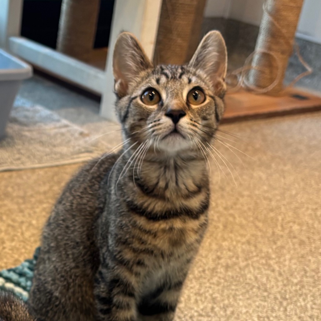 GREAT WHITE - Domestic Shorthair available for adoption