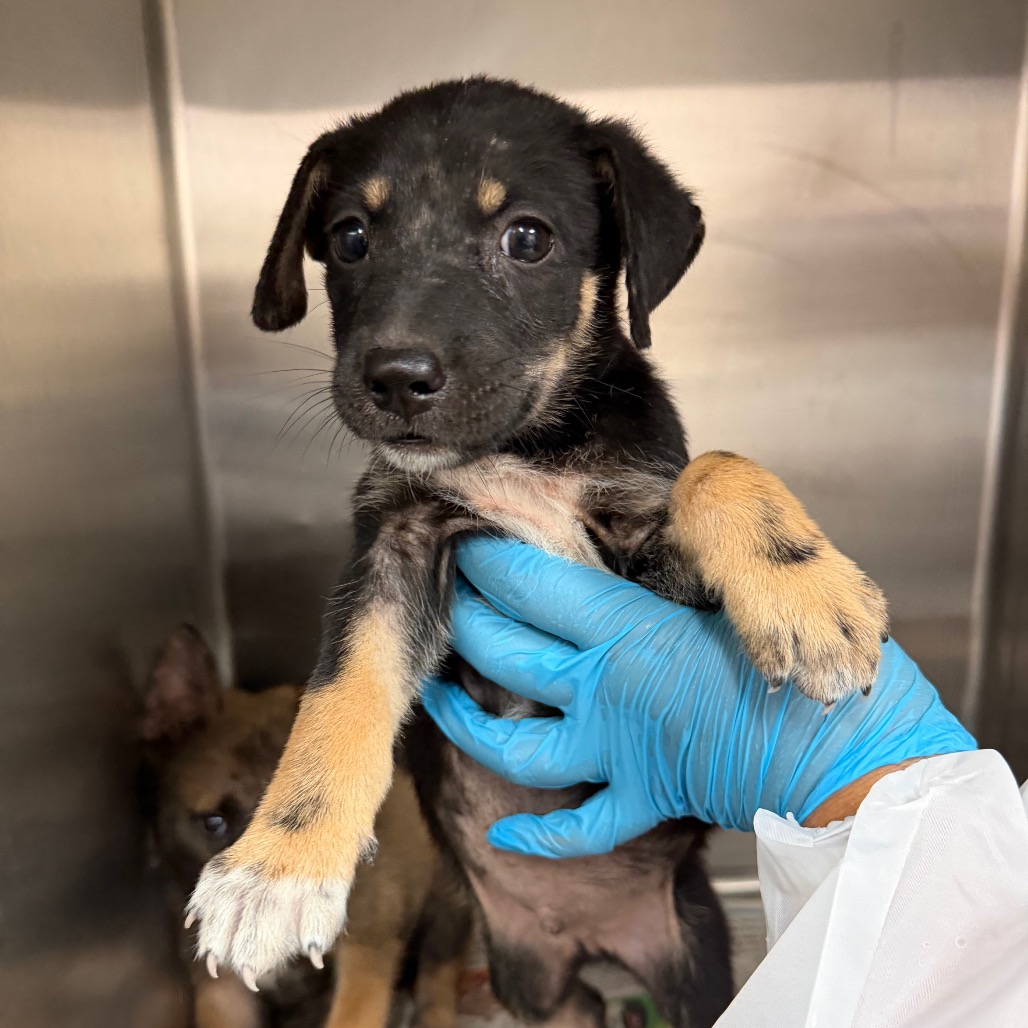NEAL - Shepherd available for adoption