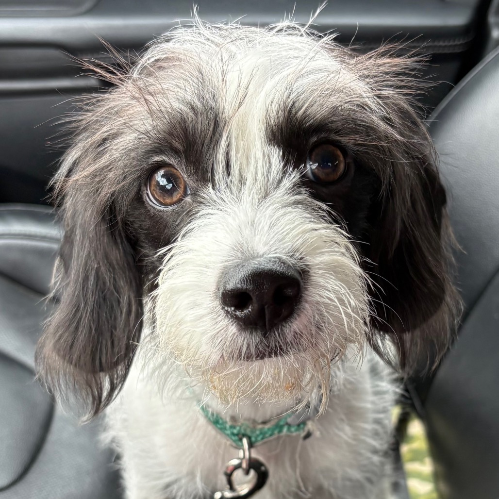 Arlo, adopted
