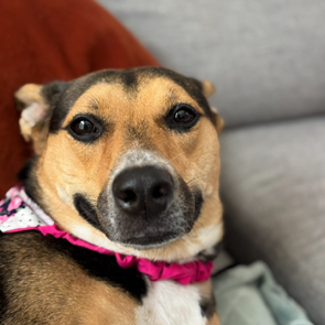 ASHA - Shepherd, German / Mix available for adoption