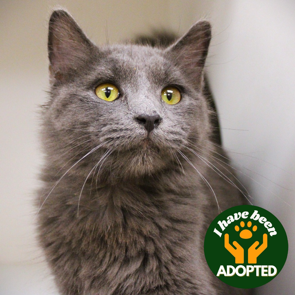 Fumbles is available for adoption at Champaign County Humane Society