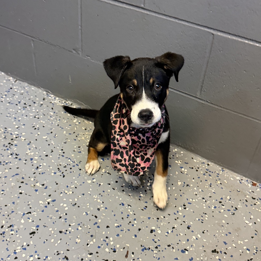 Tusc Stray 84853