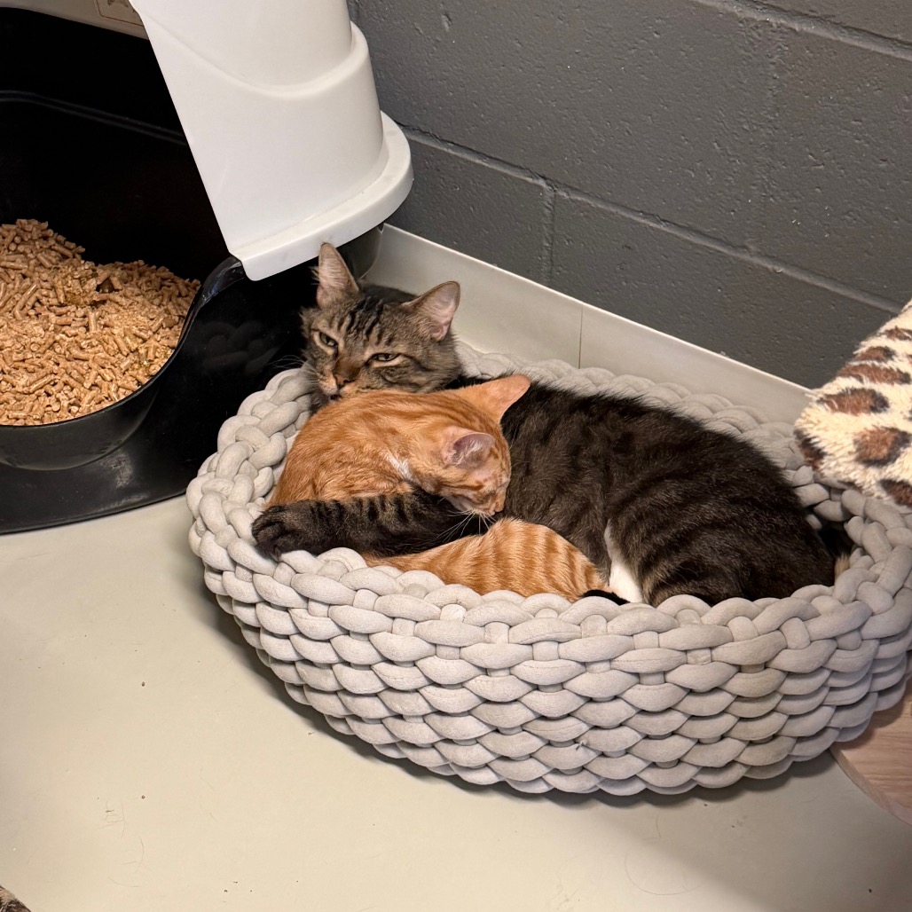 Dakota * Bonded with Atlas * Costa Mesa Location, photo 21