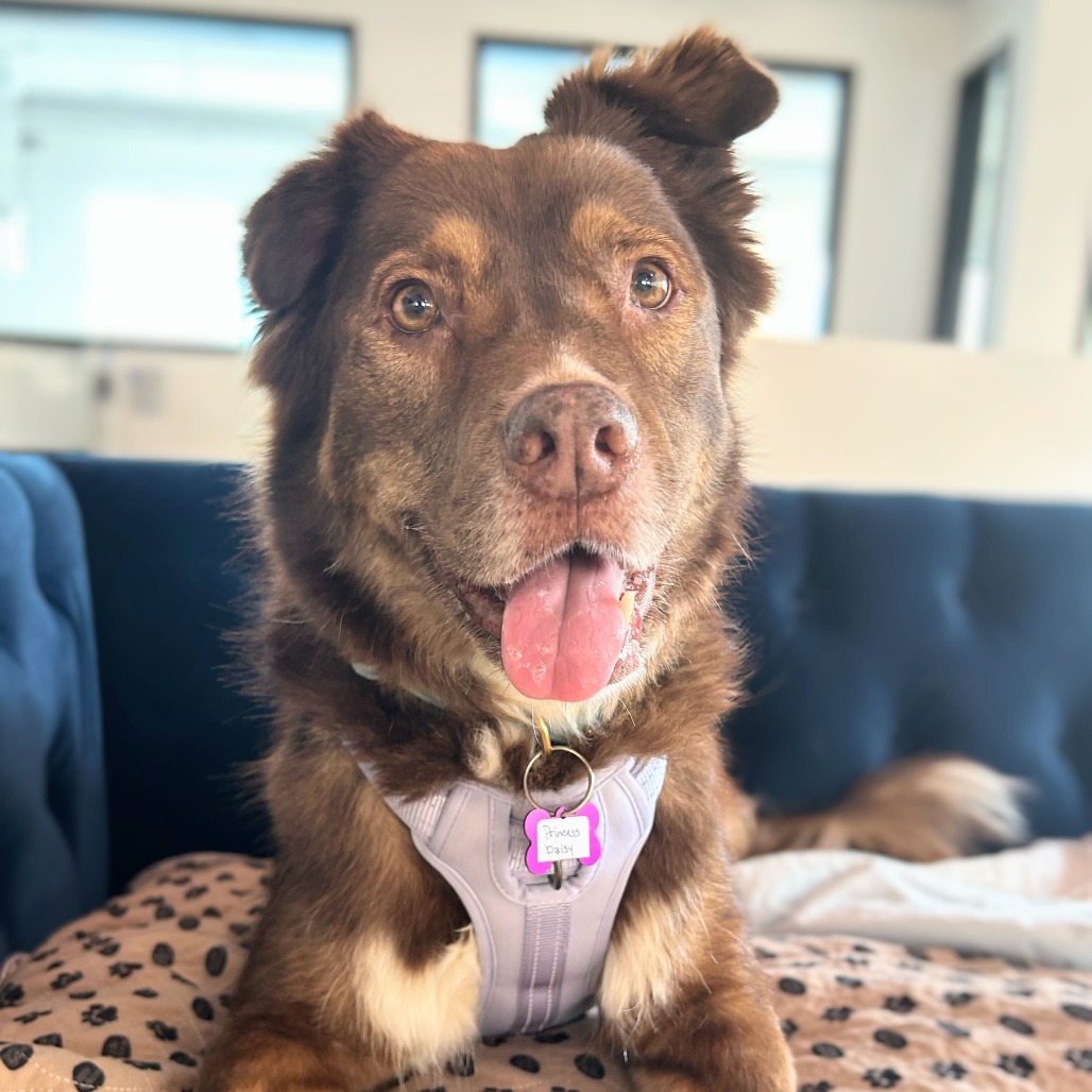 Princess Daisy 13855 — thumbnail 4