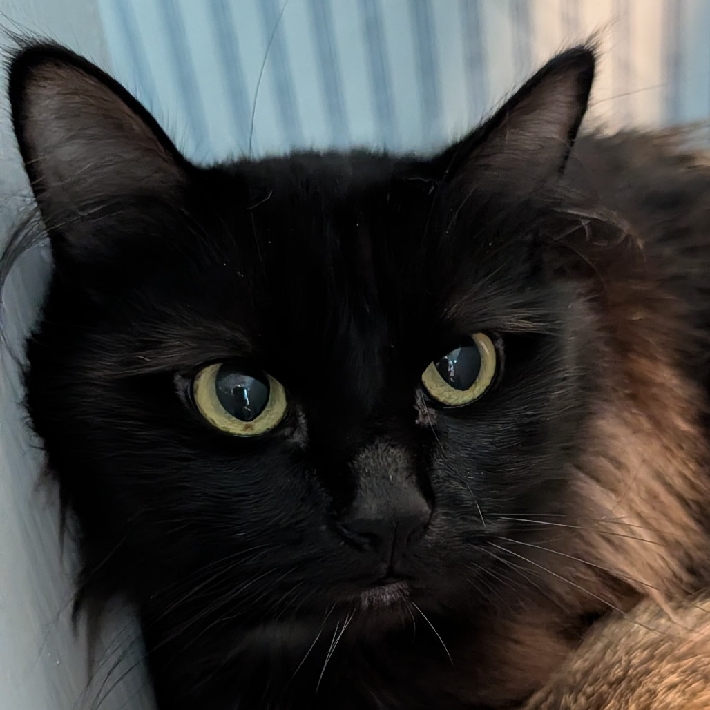 Neverita  the Cat