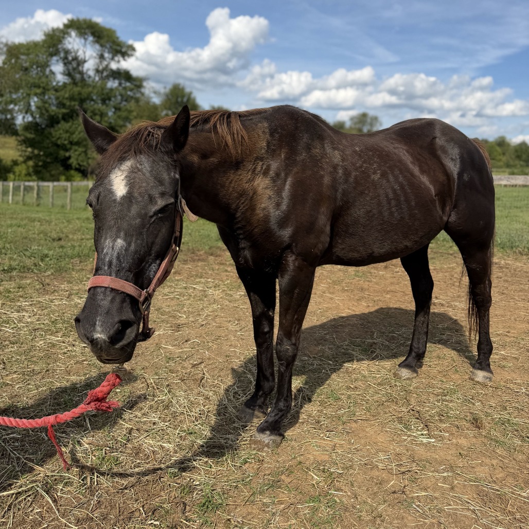 CREW - Pony, Connemara / Thoroughbred available for adoption