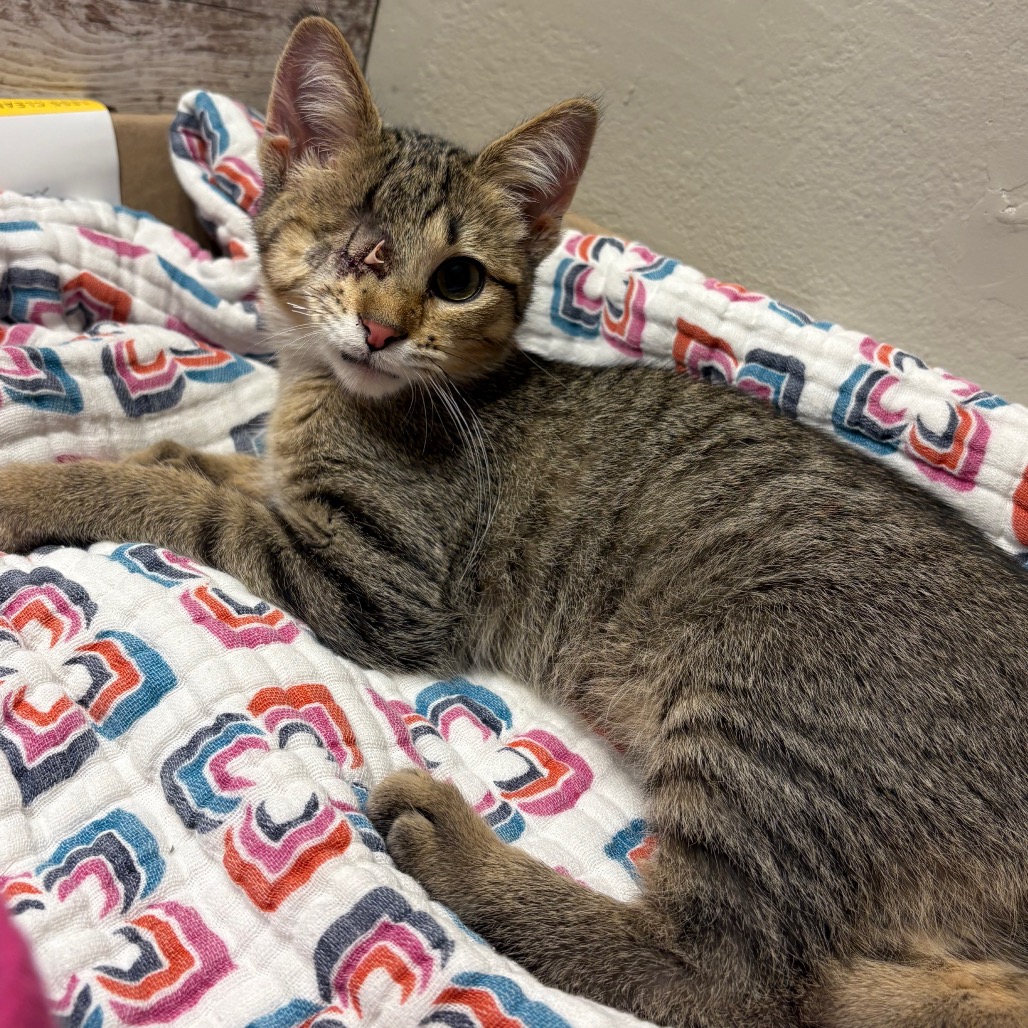 Henri, available for adoption