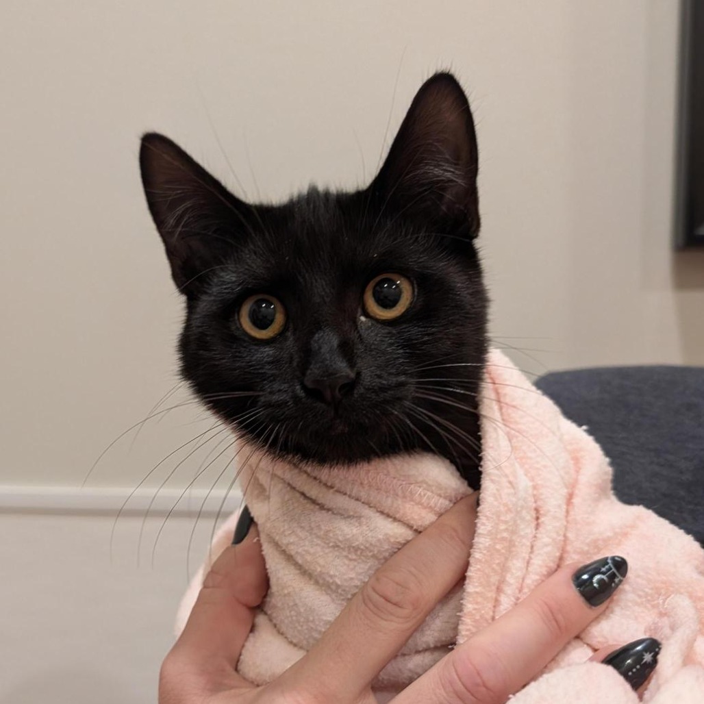 ALLIE - Domestic Shorthair available for adoption