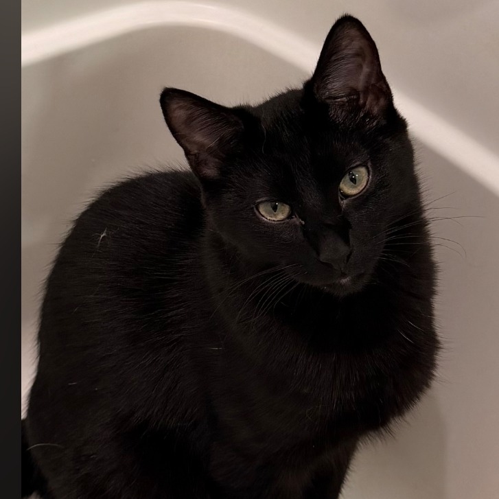 JOHNNIE - Domestic Shorthair for adoption in Aurora