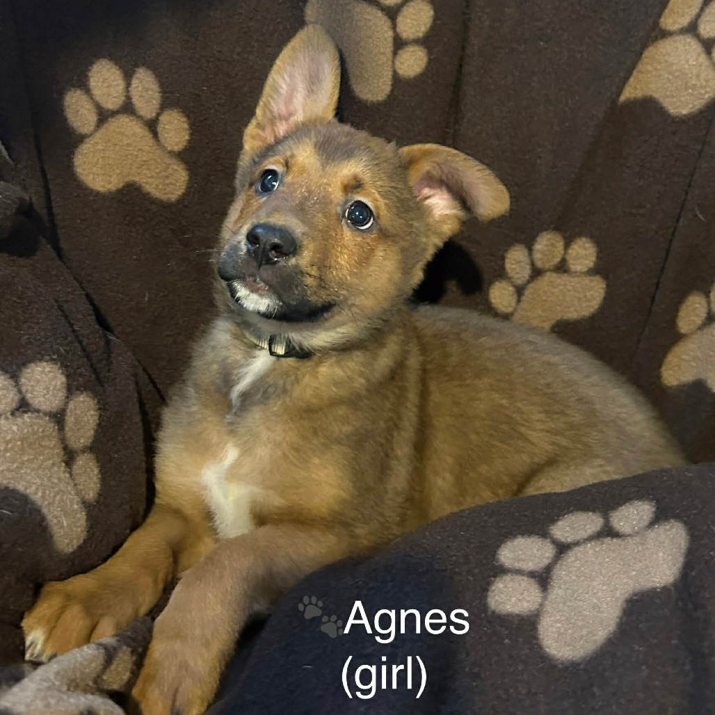 Agnes