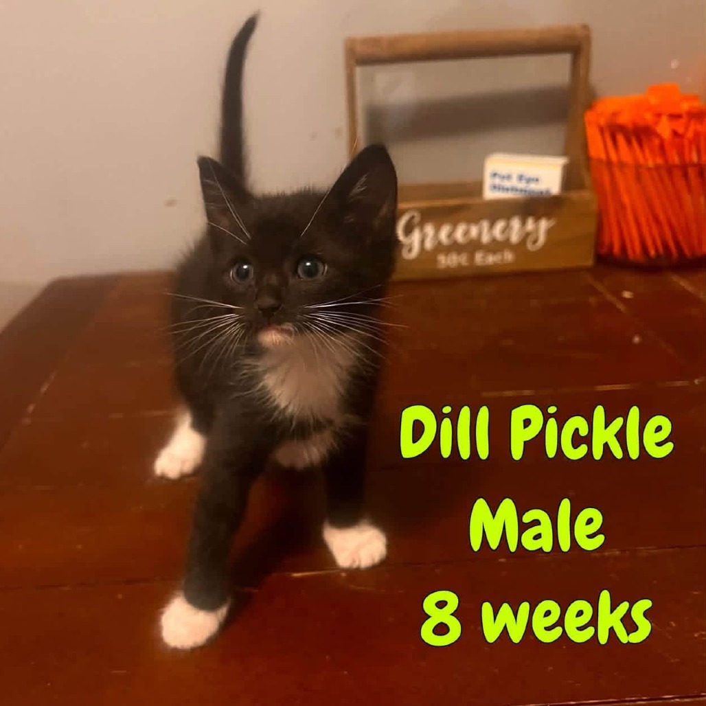 DILL PICKLE - Domestic Shorthair available for adoption