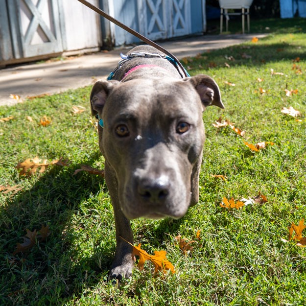 BRIDGET JONES DIARY - Terrier / American Pit Bull available for adoption