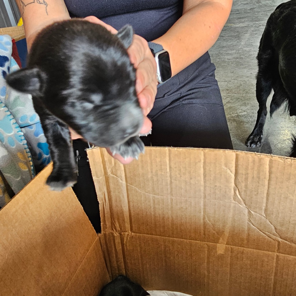 FWT DAKOTA - Retriever, Black Labrador / Collie, Border available for adoption