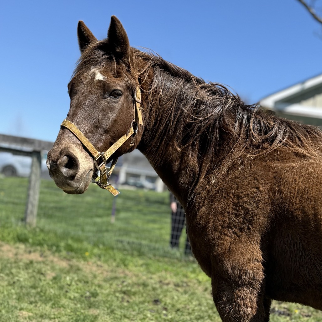 CREW - Pony, Connemara / Thoroughbred available for adoption