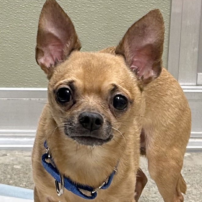 Paleta — thumbnail 2