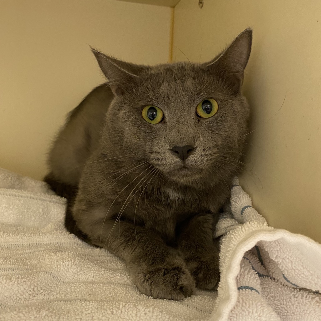 ARSENIO - Domestic Shorthair available for adoption