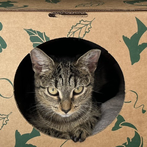 BETTY BUILD A BEAR [PINK] - Domestic Shorthair available for adoption