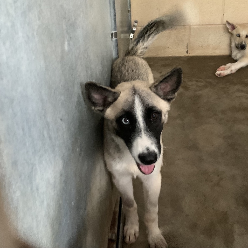 PUMPKIN - Husky available for adoption
