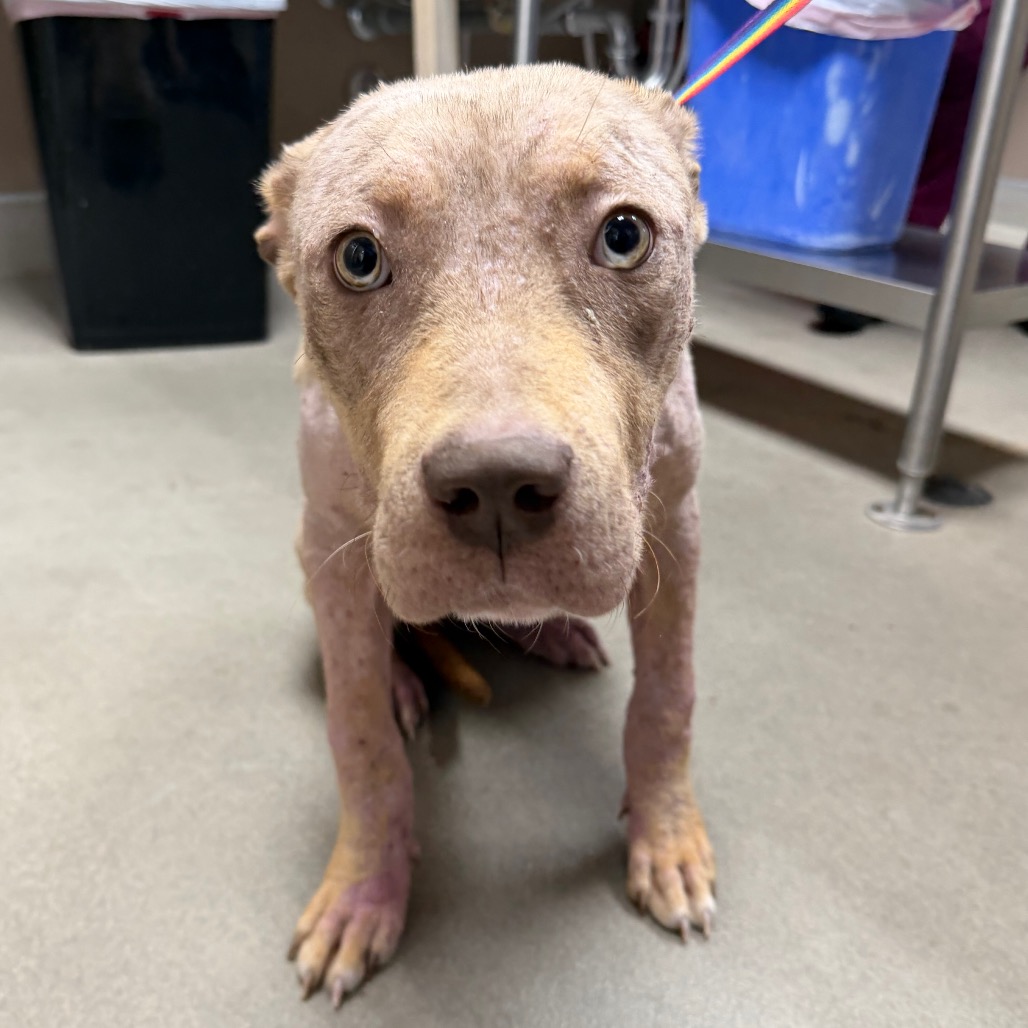 Kennel#12 Shylah's preview photo