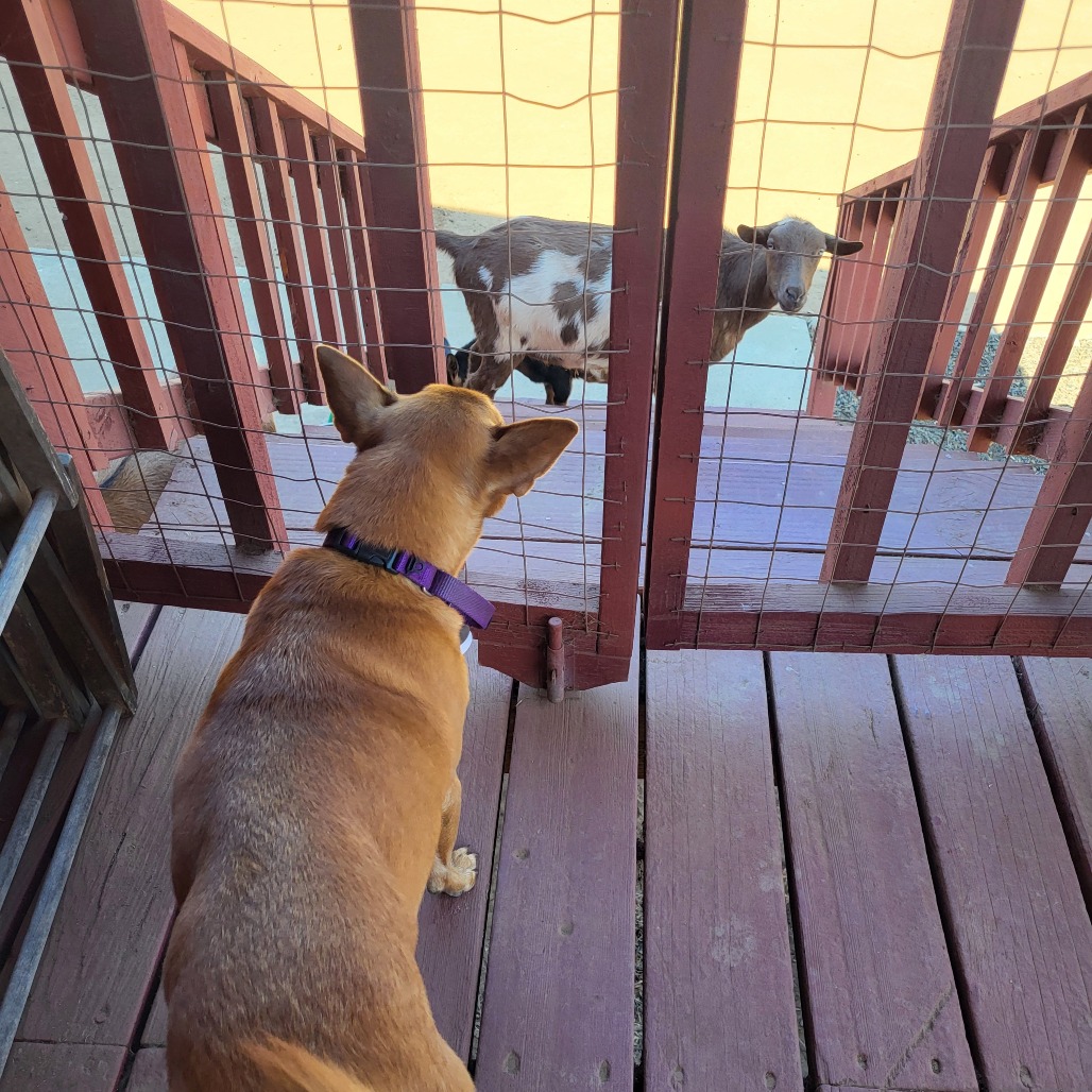 Nutmeg, photo 16