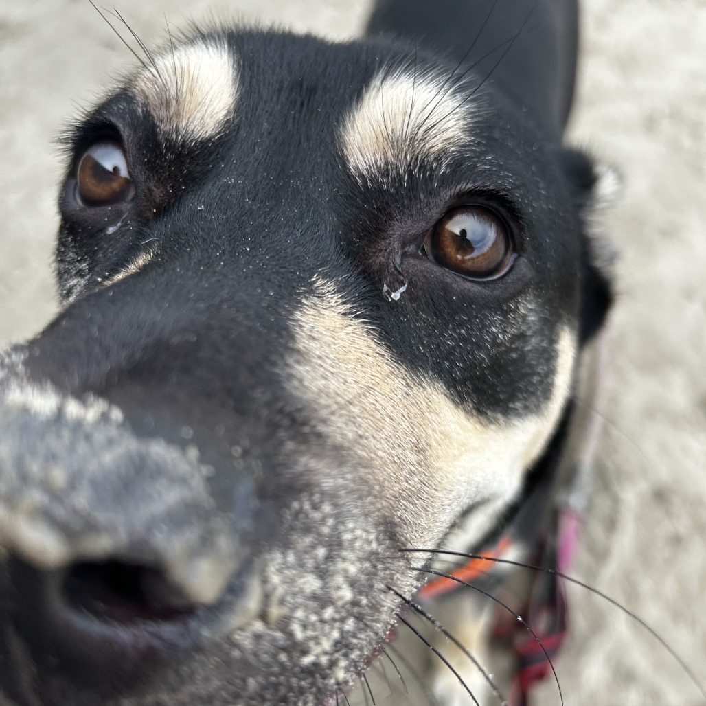 TOBY - Shepherd / Mixed Breed (Medium) available for adoption