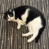 Mona - Domestic Shorthair