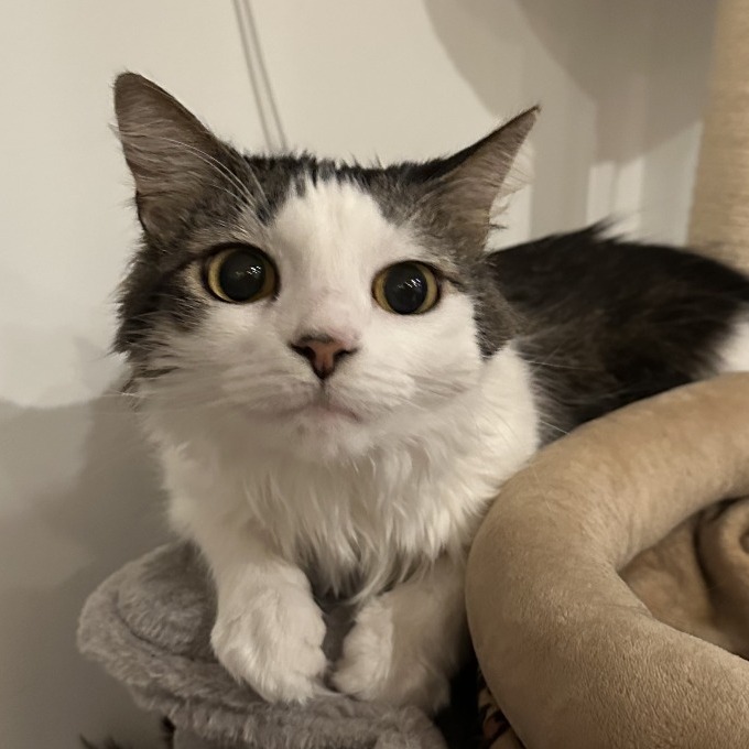 Blossom- $0 Adoption Fee!