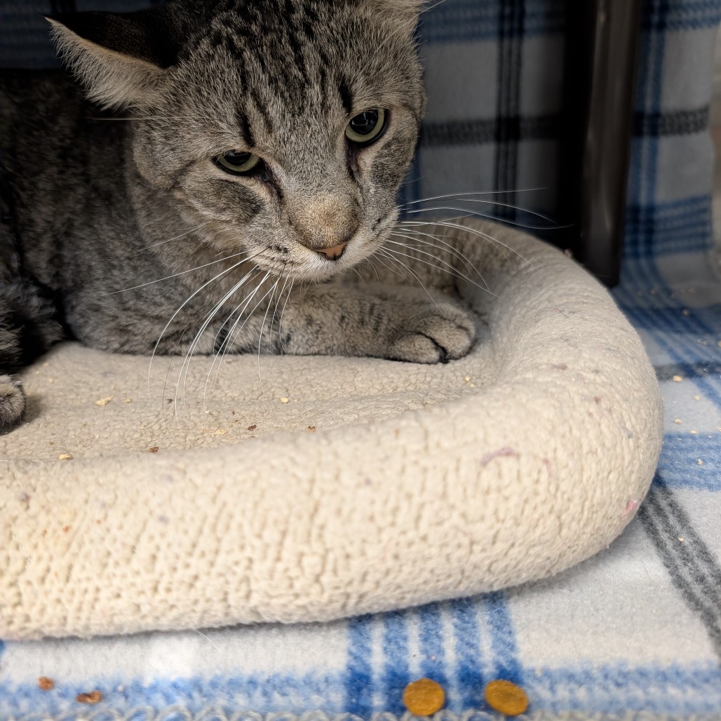 ERLING HAALAND - Domestic Shorthair available for adoption