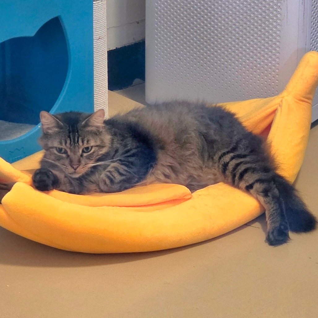 Dakota * Bonded with Atlas * Costa Mesa Location, photo 3