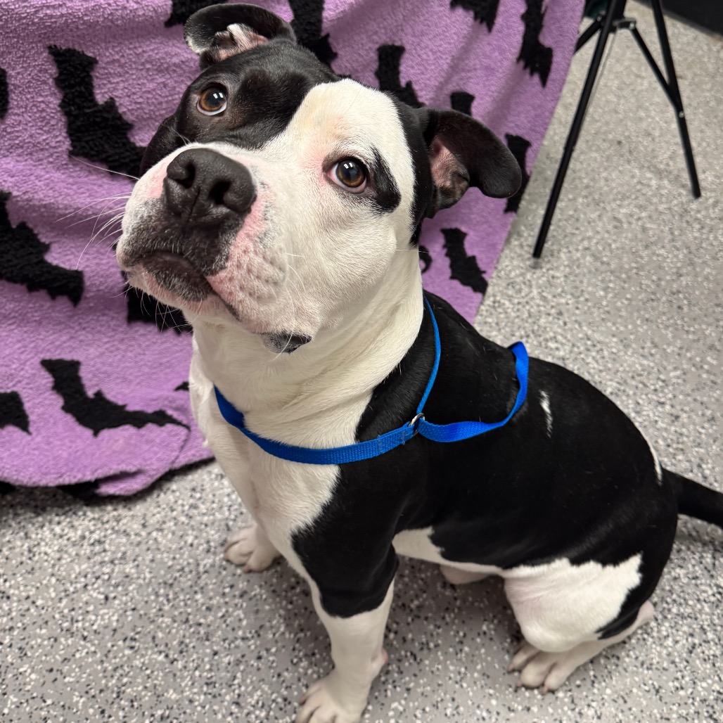 BONES - Terrier, American Pit Bull / Bulldog available for adoption