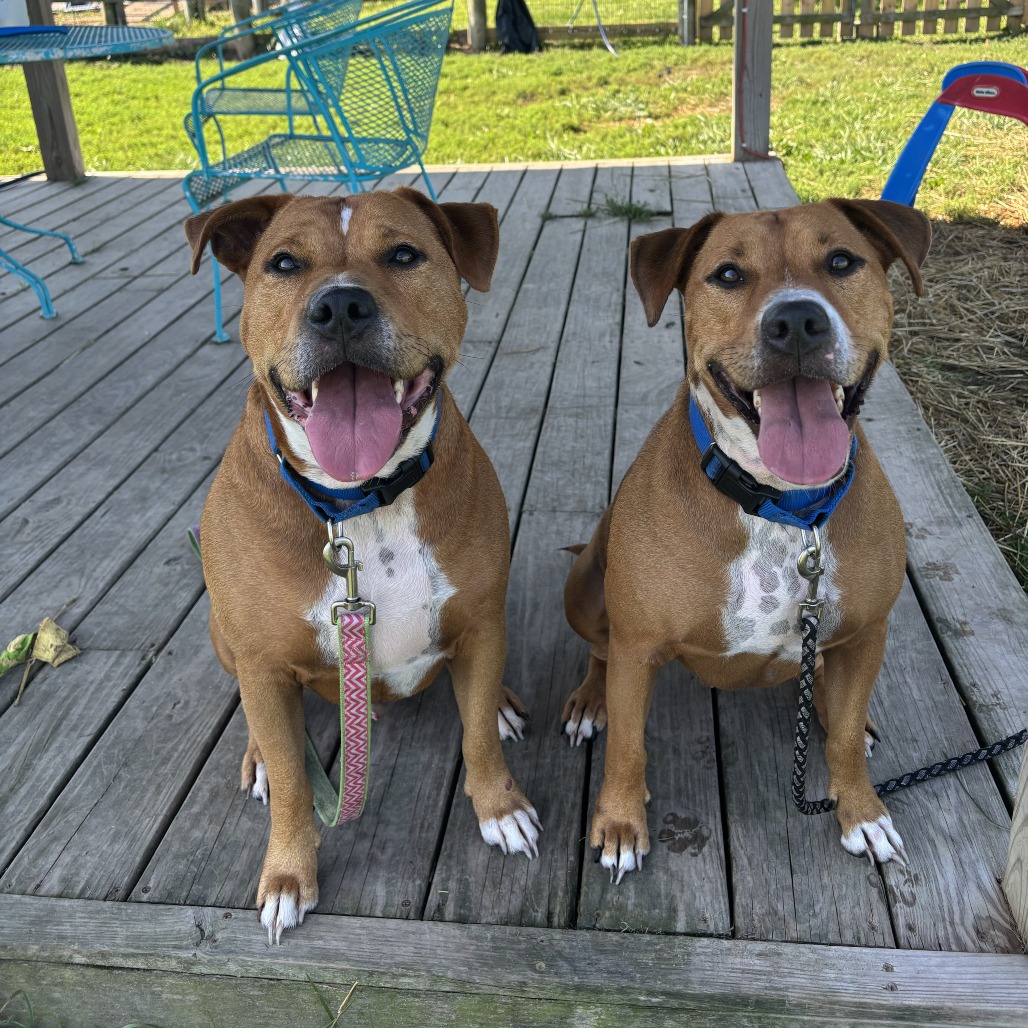 JERRY - Mixed Breed (Large) available for adoption