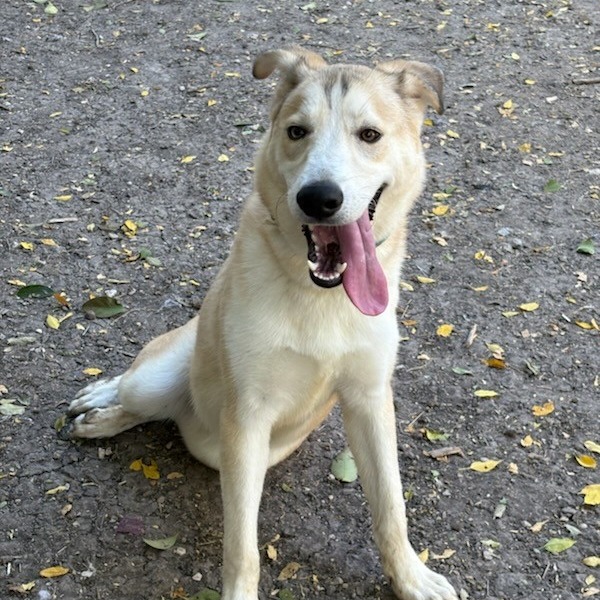 Scout, photo 4