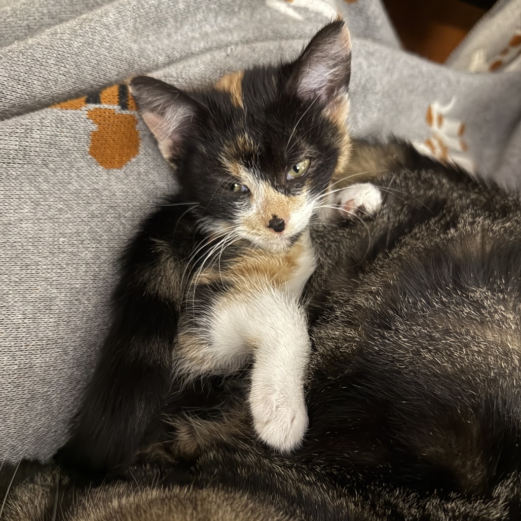 Jubilee, photo 3