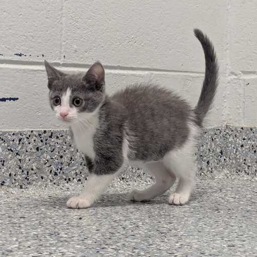 FOG - Domestic Shorthair available for adoption