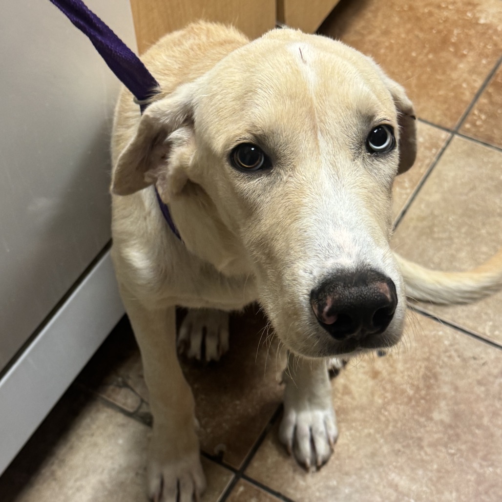 FWT ROMEO - Retriever / Yellow Labrador available for adoption