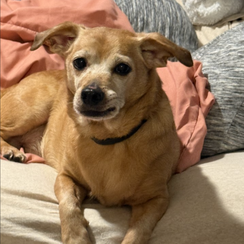 Barney (Courtesy Post) — thumbnail 2