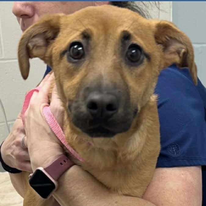 IDA - Mixed Breed (Medium) available for adoption