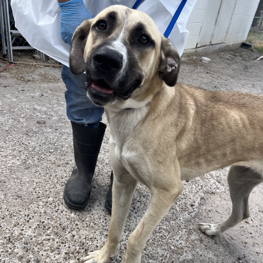 AUTUMN - Great Dane / Mixed Breed (Large) available for adoption