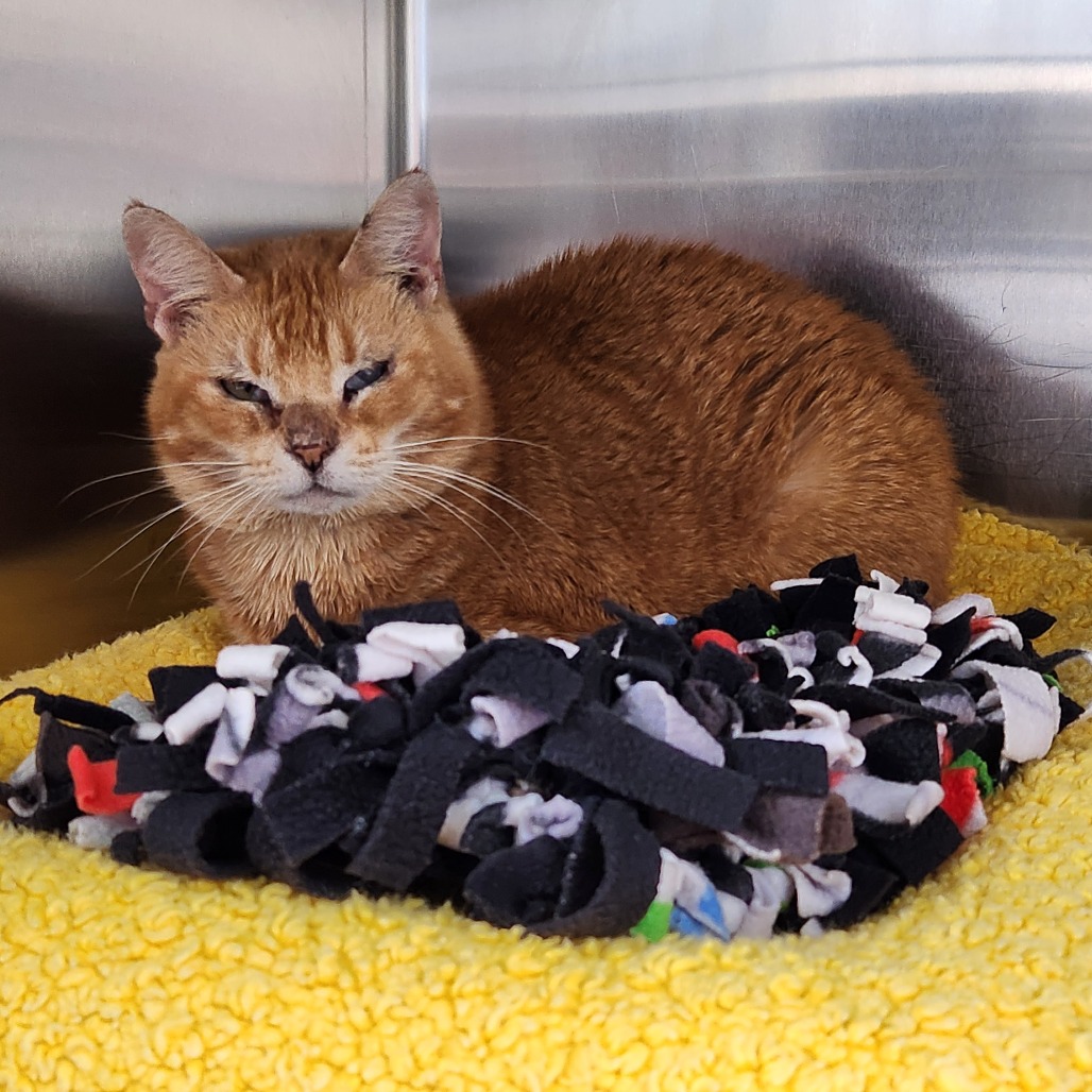 Fan Fan - Foster — thumbnail 2