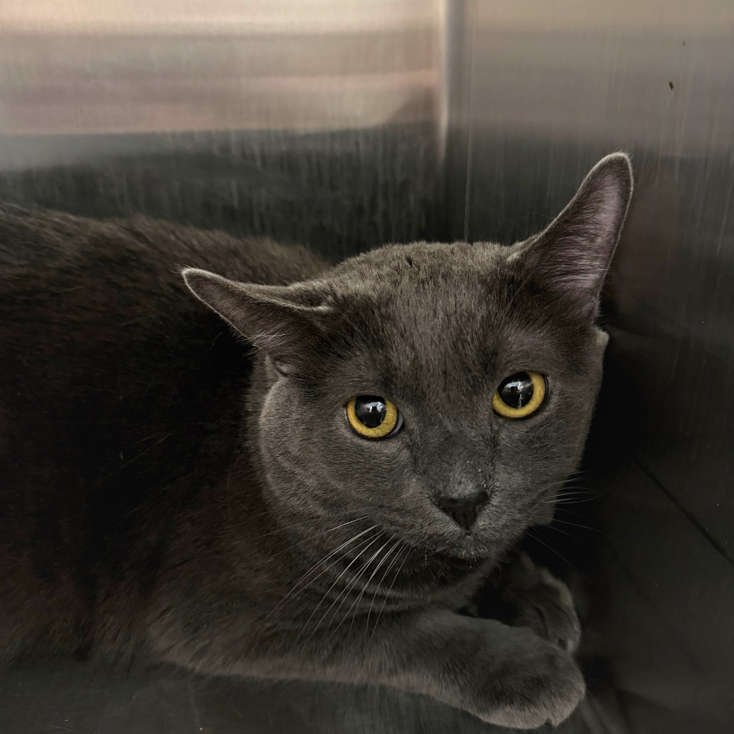EEYORE - Domestic Shorthair available for adoption