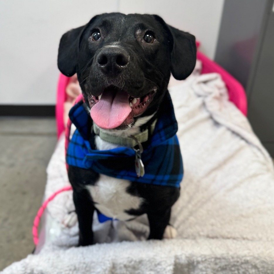 GRU - Mixed Breed (Medium) available for adoption