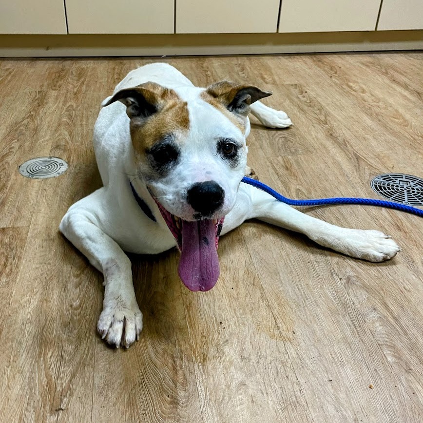 Popeye — thumbnail 5