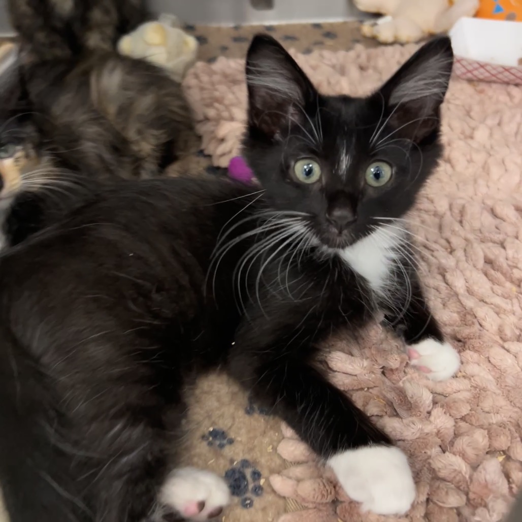 BOOTS - Domestic Medium Hair available for adoption