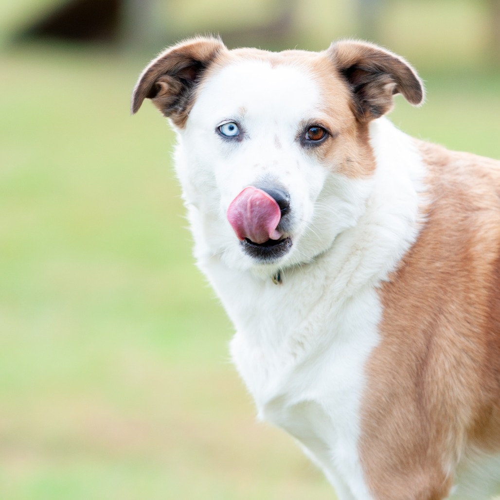 Sadie, photo 10