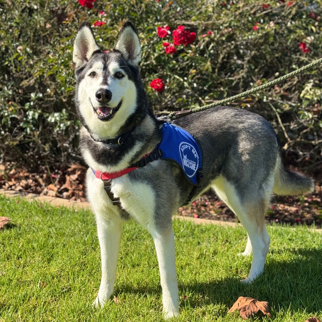 Tundra, photo 13