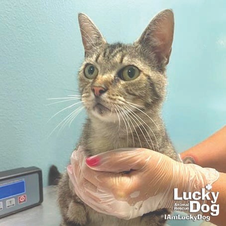 TWIZZLE - Domestic Shorthair available for adoption